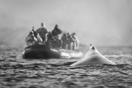 A humpback whale surfaces just in front of an inflatable boat packed with photographers wearing multicoloured jackets and carrying cameras. The whale's dorsal fin is visible above the waves, and in the background can be seen a steep cliff covered in snow.の写真素材
