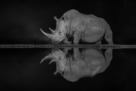A male white rhino walks past a waterhole at night. It has brown, wrinkled skin and one long and one short horn on its head.の写真素材
