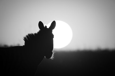 A plains zebra stands in silhouette as the sun clears the horizon at dawn. It is backlit, so all you can see is the outline of its head and mane.の写真素材