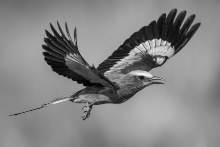 A lilac-breasted roller with a catchlight in its eye flies in the sunshine, looking towards the...