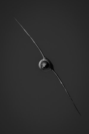 A bird flies directly towards the camera. It's banking so far that its wings are positioned diagonally, and the sky is a solid color.の写真素材