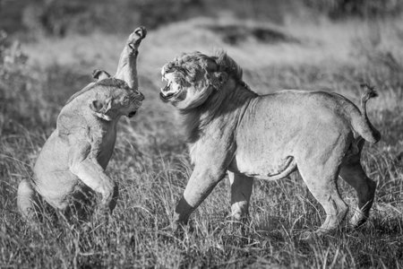 A lioness is about to hit a male lion with its paw after mating. They both have golden coats and are standing on a patch of burnt grass in the warm evening light.の写真素材