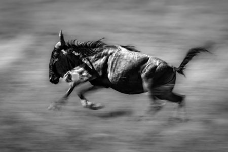 A blue wildebeest gallops across the savannah in the sunshine. Its legs and tail are blurred by the speed.の写真素材