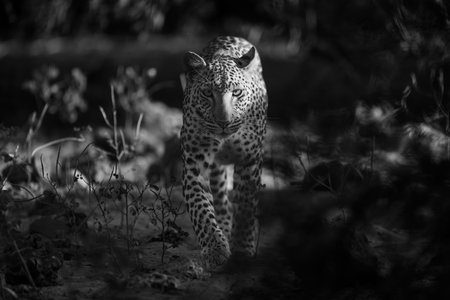 A female leopard walks towards the camera in the early morning light. She has a tawny coat with black spots.の写真素材