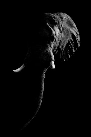 A female African bush elephant stands looking towards the camera, lit dramatically from the side against a black background. It has short tusks, and its trunk hangs down to the ground.の写真素材