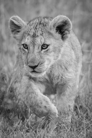 A lion cub walks through long grass towards the camera. It is lifting its right paw and staring intently.の写真素材