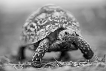 A leopard tortoise walks across a dry, grassy plain. It has a black shell with mottled brown spots and scaly front legs.の写真素材