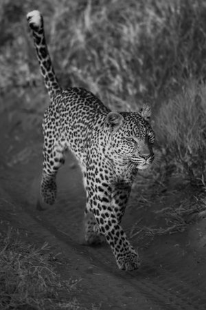 A female leopard runs over tyre marks on a sandy track through long grass in the golden light of dusk. She has golden eyes, black spots on a yellowish-brown coat and a white tuft at the end of her tail.の写真素材