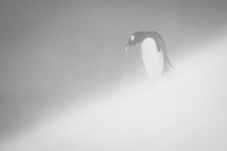 A gentoo penguin stands in profile at the top of a snowy slope, holding its flippers by its sides and thrusting its head forward. It has a white chest, black and white head and red beak, but everything is blurred by a fierce blizzard.の写真素材