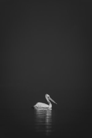 A Dalmatian pelican floats on a calm lake, casting a reflection. It has white plumage with an orange eye and a red and black beak.の写真素材