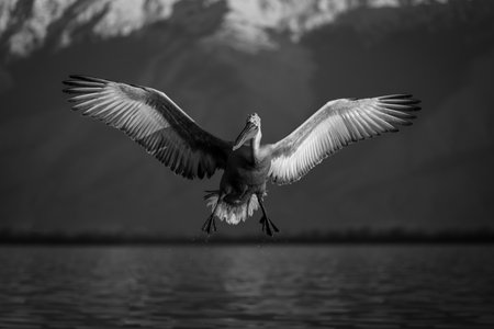 A Dalmatian pelican stretches out its wings and feet just before landing on a calm lake near snow-capped mountains. It has white plumage with an orange eye and a red and black beak.の写真素材
