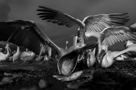 One of a flock of Dalmatian pelicans stretches its neck and opens its beak to grab a fish lying on a rocky shoreline. It has white plumage with an orange eye and a pink and black beak.の写真素材