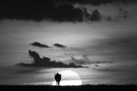 A blue wildebeest is silhouetted against the setting sun on the horizon. It has curved horns and is walking towards the sunset.の写真素材