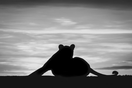 A lioness lies on the horizon in silhouette against the golden sky at sunrise. She is facing the camera with one leg stretched out on one side and her tail on the other.の写真素材