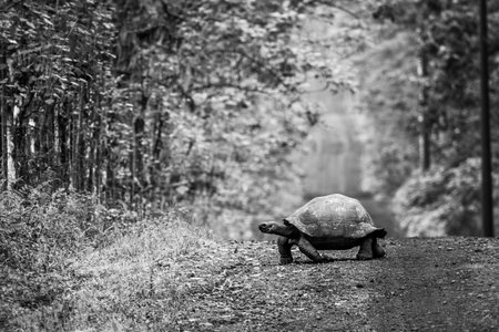 A GalÃ¡pagos tortoise lumbers slowly across a long, straight dirt road that stretches off to the horizon. Beyond the grass verge, there is dense forest on either side.の写真素材