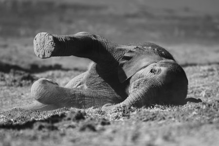 A baby African bush elephant lies on the Chobe riverbank, lifting its leg in the air. It has grey, wrinkled skin and has a catchlight in its eye.の写真素材