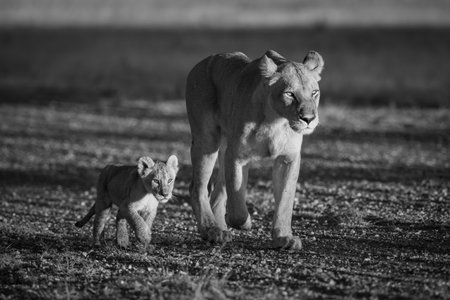 A lioness walks down a gravel airstrip next to her young cub. They both have golden coats, made to glow in the warm early morning light.の写真素材