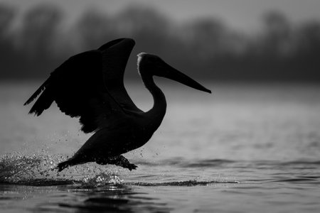 A Dalmatian pelican lifts its wings and hops along to help it take off from a lake near a row of trees on the shoreline. It's silhouetted against the light of dawn with golden highlights on its head and neck.の写真素材