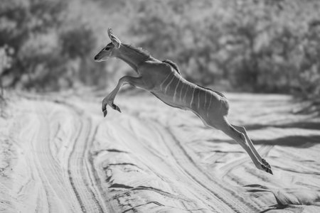 A young greater kudu jumps over a sandy track through the bushes. It has a brown coat with vertical white stripes on its flank.の写真素材