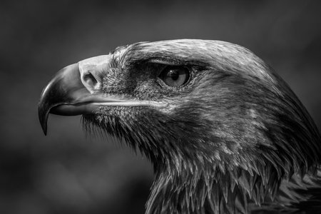 Close-up of a golden eagle's head with a catchlight in its eye against a blurred grassy background.