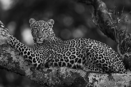 A female leopard lies on the branch of a tree that is covered in lichen. She has black spots on her brown fur coat and is looking straight towards the camera.の写真素材