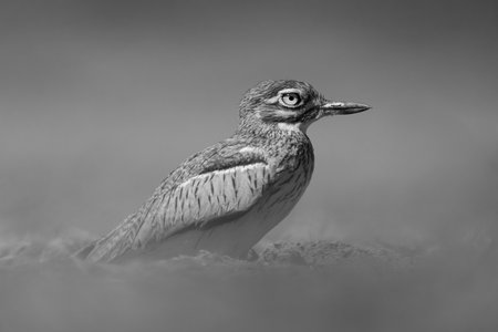A water thick-knee nestles on the dusty Chobe floodplain. It has mottled brown, black and white plumage, and there's a catchlight in its yellow eye.の写真素材