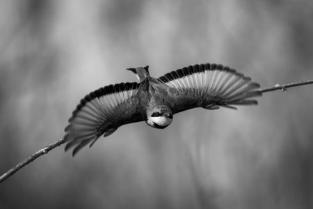 A little bee-eater with a catchlight in its eye spreads its wings as it dives towards the camera from a bare branch. It has green, yellow and black feathers and a black beak.の写真素材