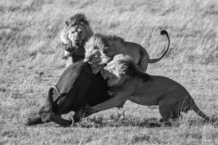 Three male lions take down a Cape buffalo on the African savannah.の写真素材