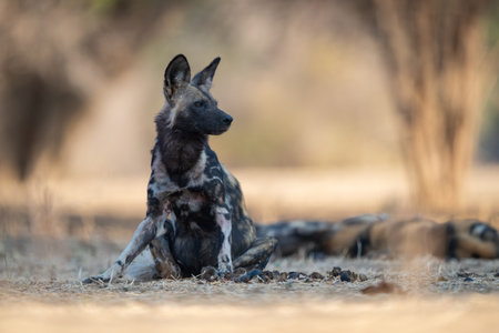 African wild dog sitting turning head right