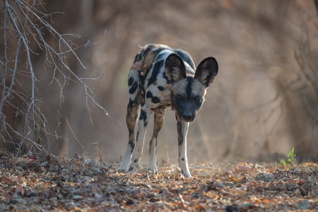 African wild dog stands on dry leavesの写真素材