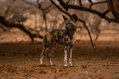 African wild dog stands beneath low branchesの写真素材
