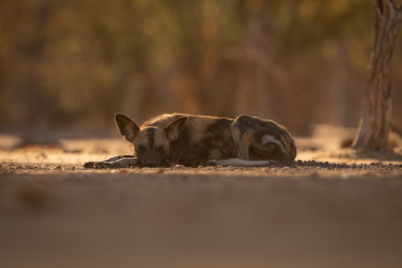African wild dog lies sleeping near treesの写真素材