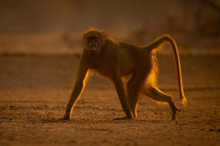 Backlit chacma baboon running across dry groundの写真素材