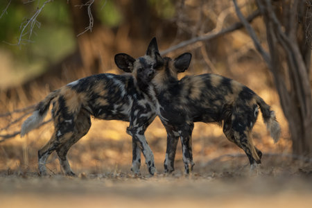 African wild dogs biting another on neckの写真素材