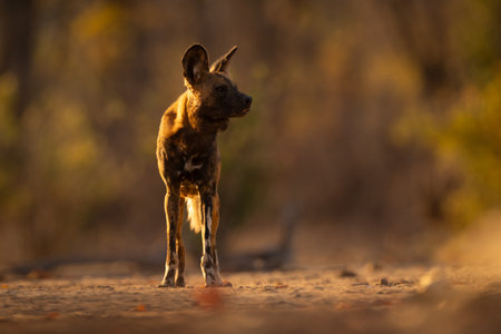 Backlit African wild dog standing turning headの写真素材