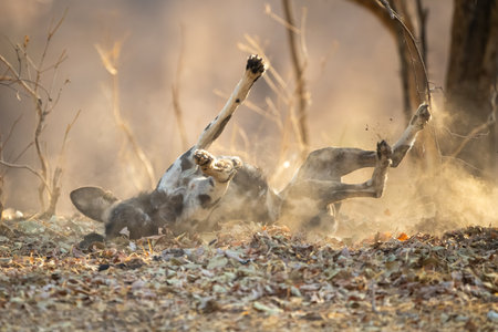 African wild dog lying rolling on backの写真素材