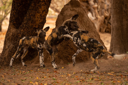 African wild dog watches two others fightingの写真素材