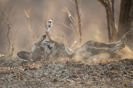 African wild dog lies rolling in leavesの写真素材
