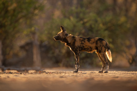 African wild dog stands backlitの写真素材