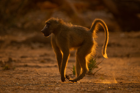 Backlit chacma baboon runs across dry panの写真素材