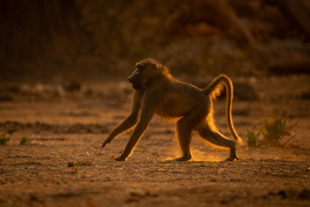 Backlit chacma baboon runs across dry groundの写真素材