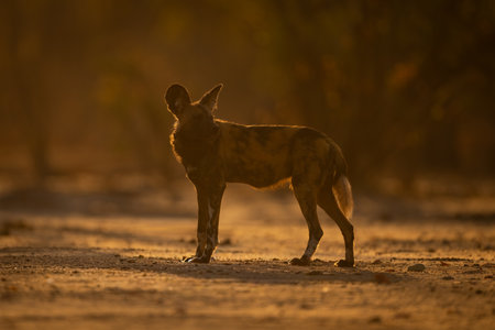 Backlit African wild dog stands looking roundの写真素材