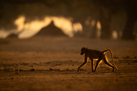 Backlit chacma baboon crosses clearing near moundの写真素材