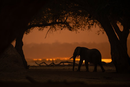 Backlit African elephant crosses riverbank under treesの写真素材