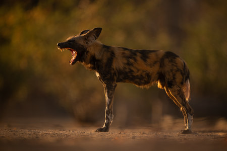 African wild dog stands yawning in sunshine