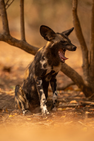 African wild dog sits yawning in bushesの写真素材