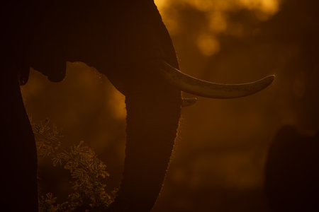 Close-up of African elephant eating at sunriseの写真素材