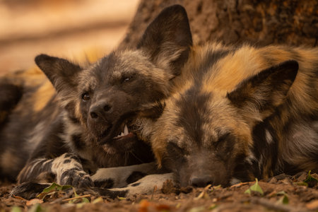 Close-up of African wild dog nipping earの写真素材