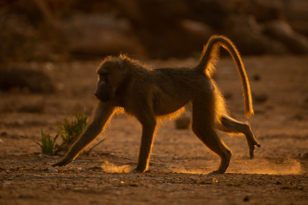 Chacma baboon runs past branches in dustの写真素材