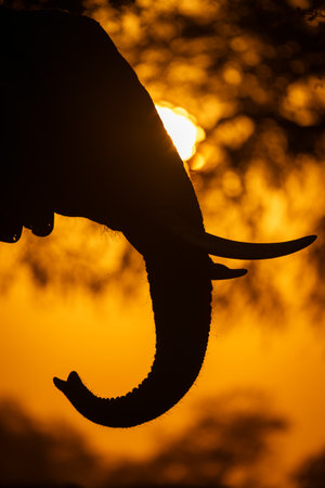 Close-up of African elephant head and sunの写真素材
